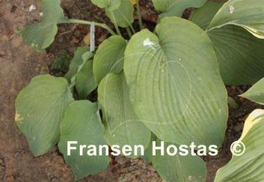 Hosta Azure Snow