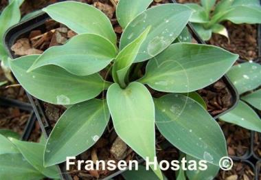 Hosta Azuretini