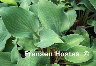 Hosta Azuretini