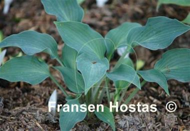 Hosta Azuretini