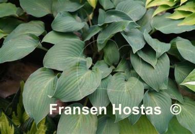 Hosta Azuretini