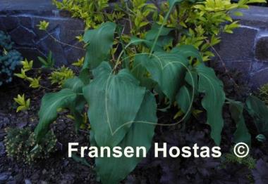 Hosta aequinoctiiantha