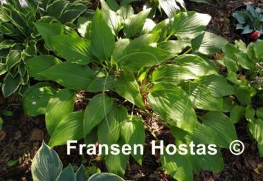 Hosta aequinoctiiantha