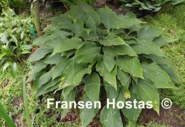 Hosta aequinoctiiantha