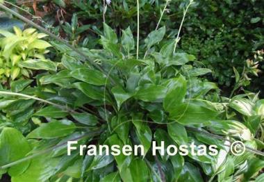 Hosta aequinoctiiantha