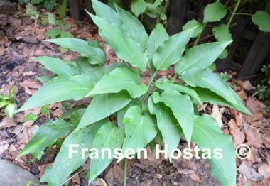 Hosta aequinoctiiantha