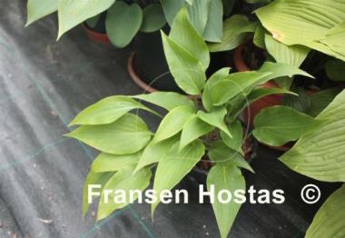 Hosta aequinoctiiantha