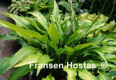 Hosta alismifolia