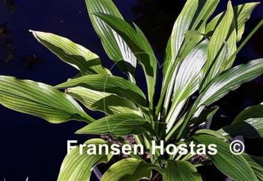 Hosta alismifolia
