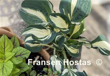 Hosta BEAuty from Poland