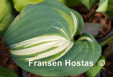 Hosta BEAuty from Poland