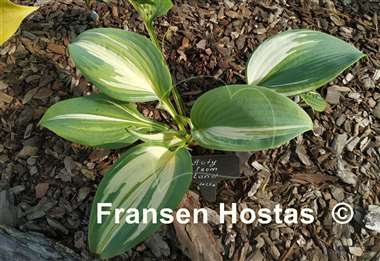 Hosta BEAuty from Poland