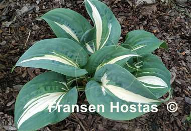 Hosta BEAuty from Poland