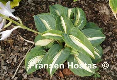 Hosta BEAuty from Poland