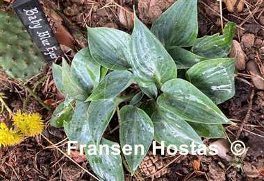 Hosta Baby Blue Eyes