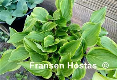 Hosta Baby Booties
