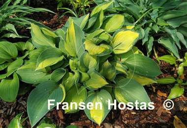 Hosta Baby Doll