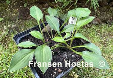 Hosta Baby Kim