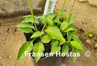 Hosta Baby Kim