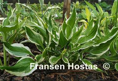 Hosta Bachelor Party