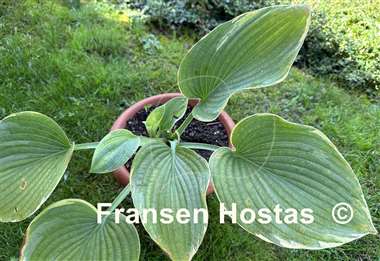 Hosta Backyard Monster