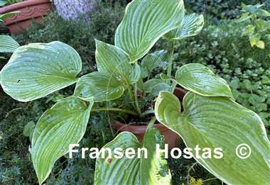 Hosta Backyard Monster