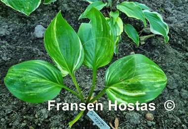 Hosta Bacon and Eggs