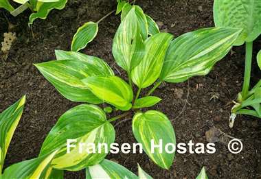 Hosta Bacon and Eggs