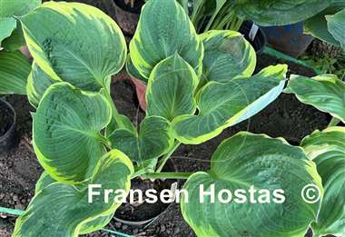 Hosta Bailey's Cream