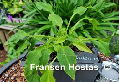 Hosta Ballerina