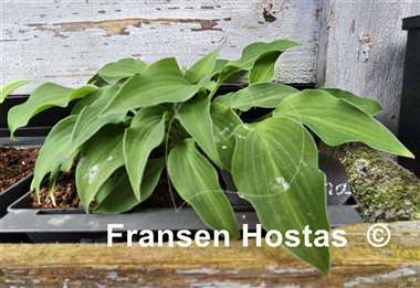 Hosta Ballerina 