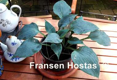 Hosta Baltimore Blues