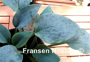 Hosta Baltimore Blues