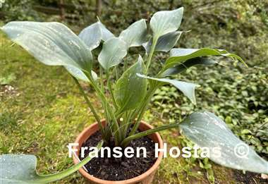 Hosta Baltimore Blues