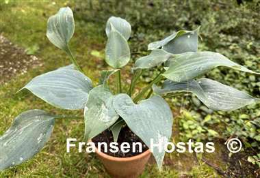 Hosta Baltimore Blues