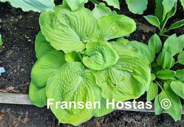 Hosta Bamse
