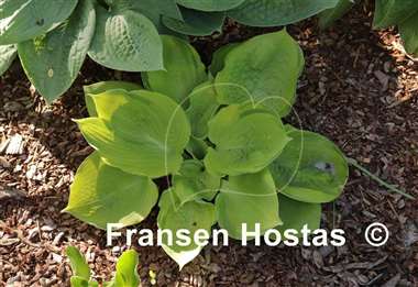 Hosta Bamse