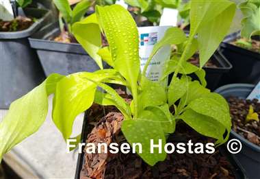 Hosta Banana Boost