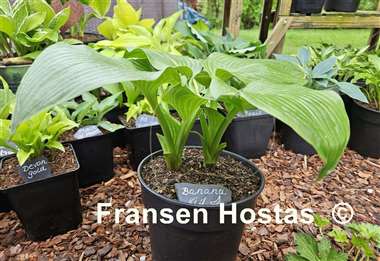 Hosta Banana Kid