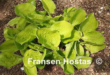 Hosta Banana Muffins