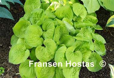 Hosta Banana Muffins