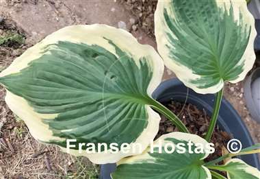 Hosta Band of Gold