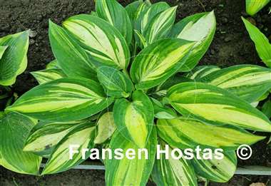 Hosta Barbara Elizabeth Hoover