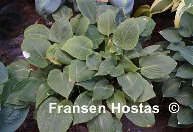 Hosta Barney Fife