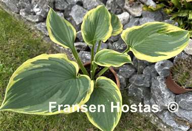 Hosta Baroness