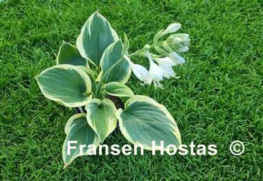 Hosta Baroness