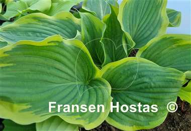 Hosta Baroness