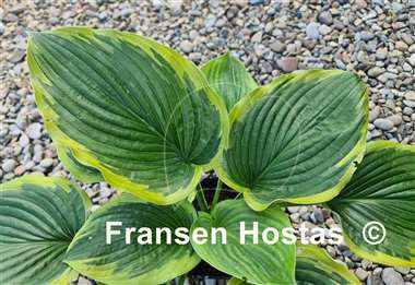 Hosta Baroness