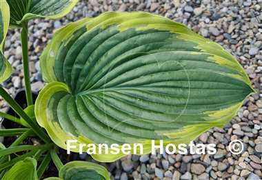 Hosta Baroness