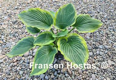 Hosta Baroness